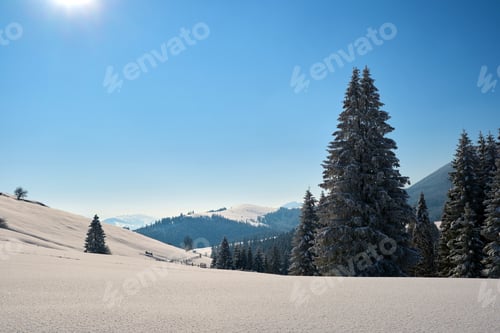 Preview: Winter landscape with spruse trees of snow covered forest in cold mountains