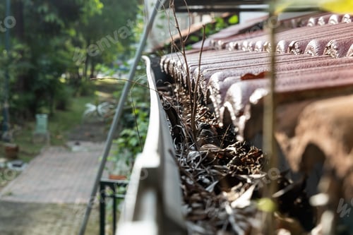 Preview: Close-up of clogged roof rain gutter full of dry leaf and plant growing in it, with selective focus