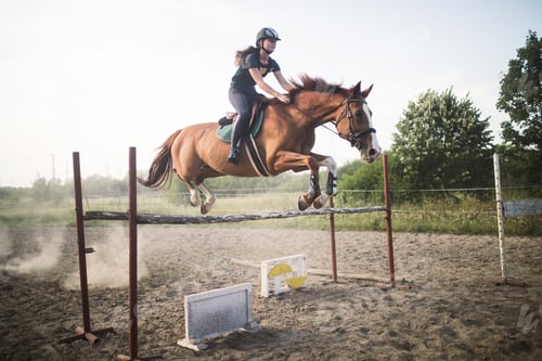 Preview: Young female jockey on horse leaping over hurdle