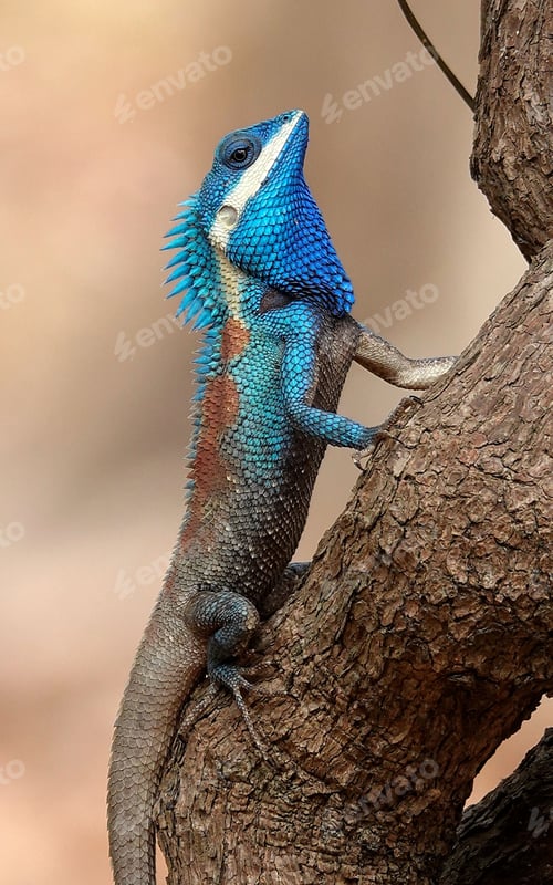 Preview: Vertical shot of a blue iguana climbing up a wooden tree branch