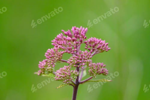 Preview: Closeup shot of a hemp- agrimony plant on a blurred background