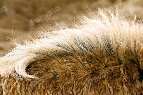Preview: Close-Up of the neck of a Horse