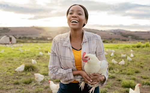 Preview: Farmer, chicken and black woman, happy and working on agriculture, small business and sustainabilit