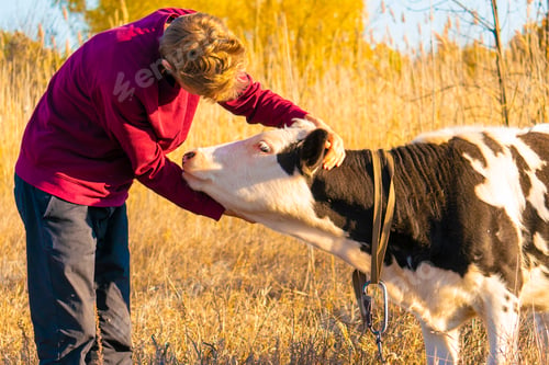 Preview: young happy guy hugs beautiful cow in the summer field, animal love a smile concept а