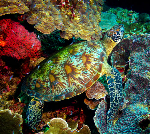 Preview: Turtle swimming in the Sea