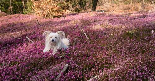 Preview: White dog and flowers