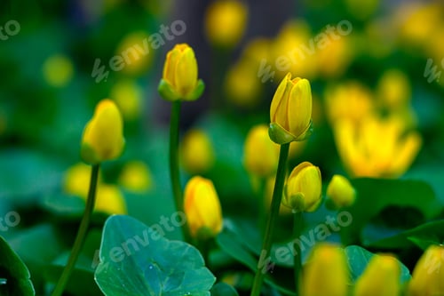 Preview: Buds of opening yellow flowers on a green background of leaves, natural background
