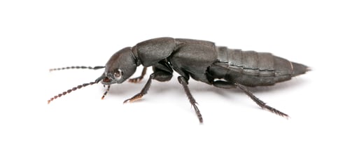 Preview: Devil's coach-horse beetle, Ocypus olens, in front of white background
