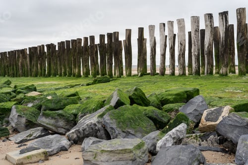 Preview: Seascape with traditional wooden pillars and rocks covered with green algea at Dutch coast, Zeeland