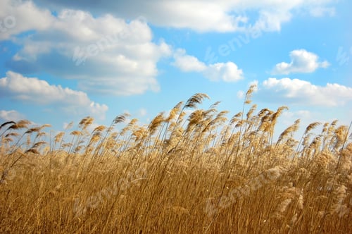 Preview: Cane and blue sky with clouds.