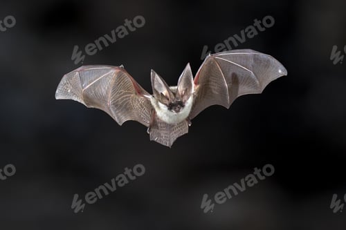 Preview: Flying Grey long eared bat