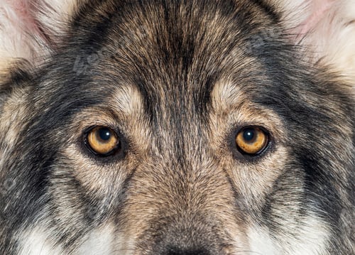 Preview: Head shot of a Timber Shepherd