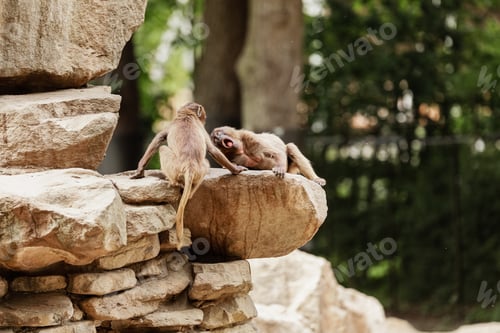 Preview: Indian monkey family playing and having fun on the rock.