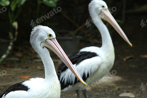 Preview: Close-Up Portrait of Pelican with Long Beak in Natural Habitat