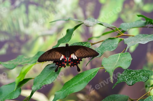Preview: Papilio Polytes, Common Mormon, Swallowtail Butterfly, Papilionidae Family Sitting On Green Leaf