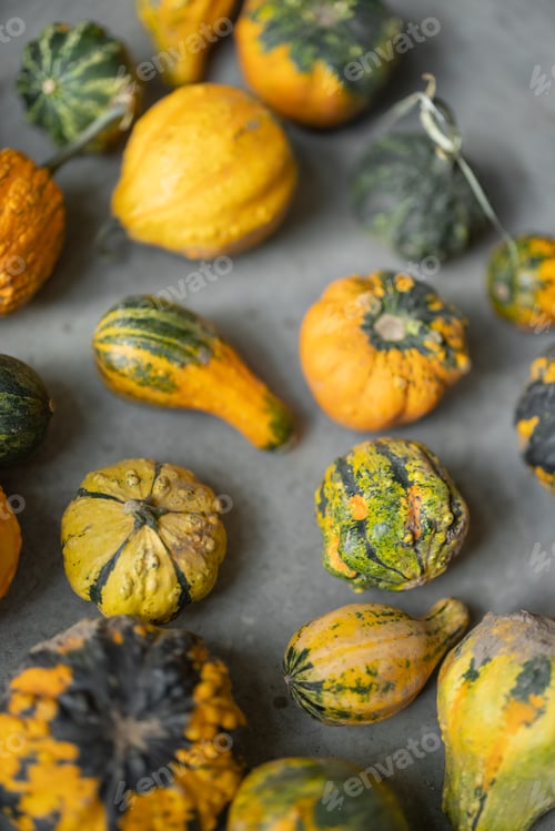 Preview: Background of mini decorative pumpkins