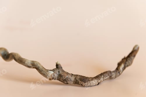 Preview: Empty podium natural material tree beige background. Product presentation.