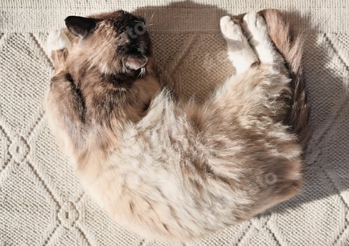 Preview: top view of a fluffy cat sleeping on a rug under sun light. pet friends