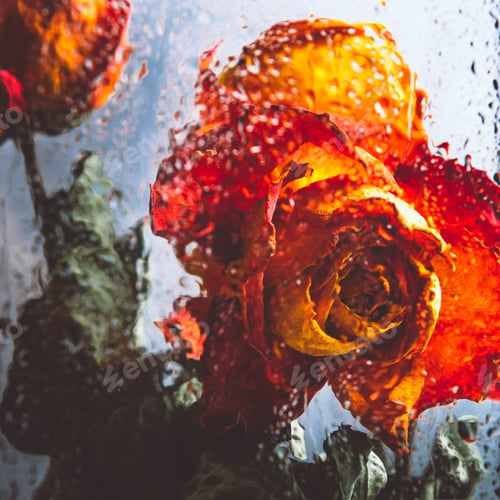 Preview: Bunch of beautiful faded flowers through the glass with rain drops