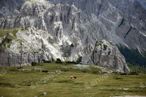Preview: Cos in the Dolomites, grazing on beautiful green meadow. Scenery from Tre Cime.