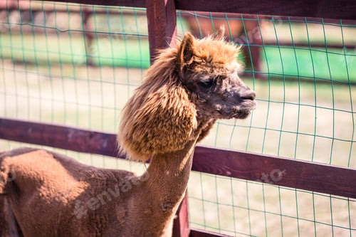 Preview: Portrait of a sweet white llama - alpaca