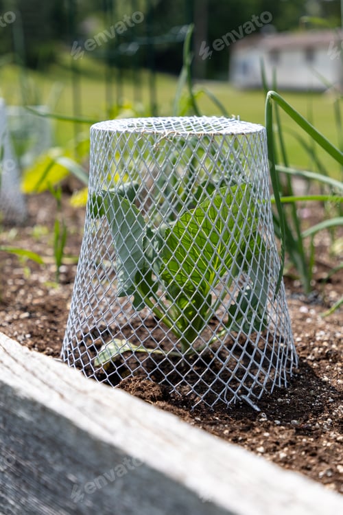 Preview: Garden seedling under metal cage protector