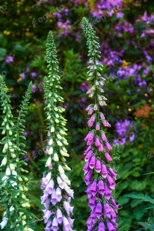 Preview: The foxgloves in the garden
