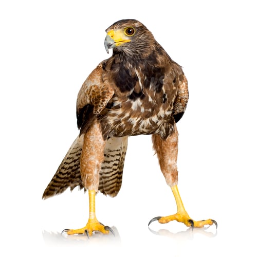 Preview: Harris's Hawk