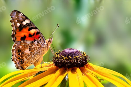 Preview: Butterfly on a flower