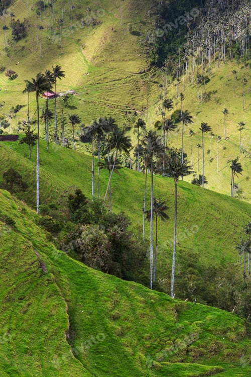 Lush Green Rolling Hills with Tall Palm Trees