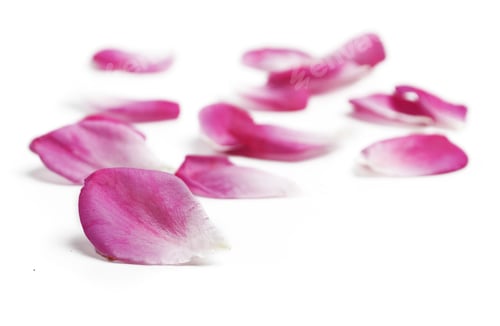 Preview: Scattered Pink Rose Petals on White Background