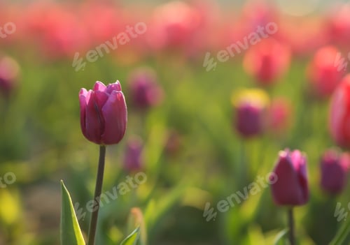 Preview: Field with fresh beautiful tulips, selective focus. Blooming flowers