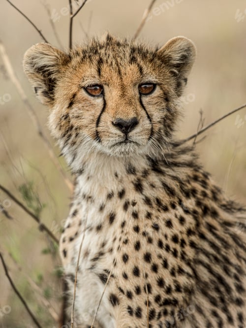 Preview: Cheetah cub looking directly into camera