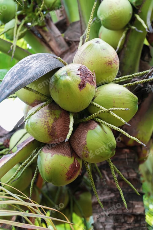 Preview: Low angle view of coconut tree against sky. Bunch coconut on coconut tree.