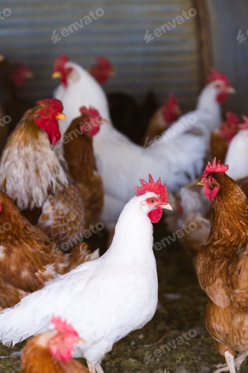 Preview: Free range chickens
