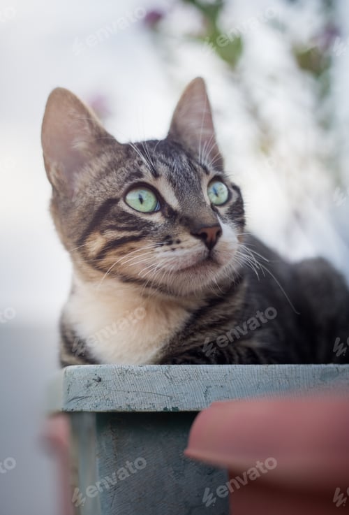 Preview: Cat portrait beutiful eyes