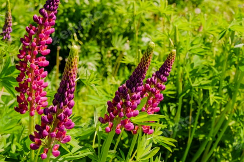 Preview: Blooming lupine flowers. Field of red plant. Violet purple pink lupin in meadow. summer flowers on