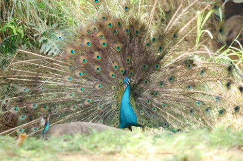 Preview: Elegant Peacock