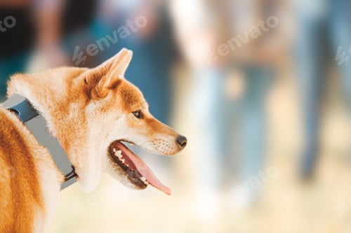 Preview: Shiba Inu dog walking outdoors in the park