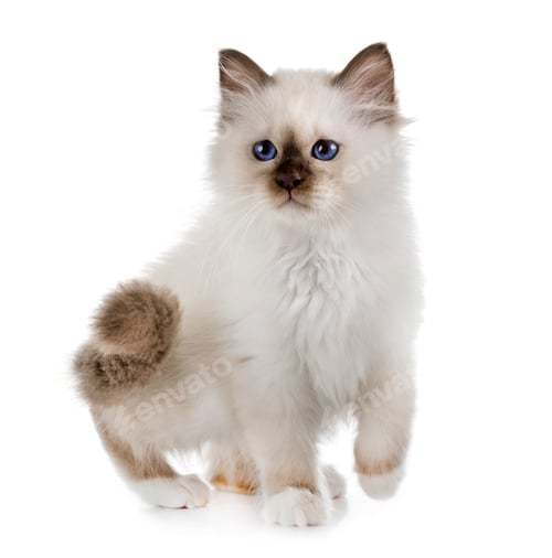 Preview: birman kitten in studio