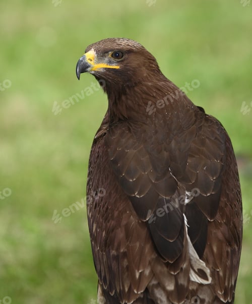 Preview: mighty eagle