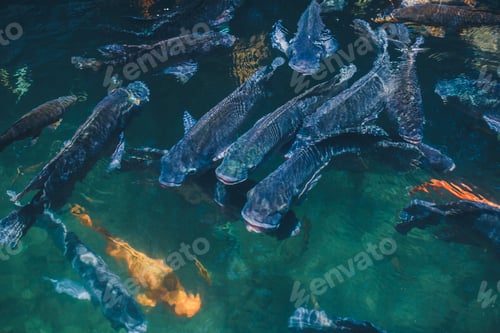 Preview: Natural background. Lake with colorful fish