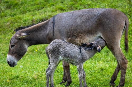 Preview: Young donkey and its mother standing in a grassy field with greenery in the background