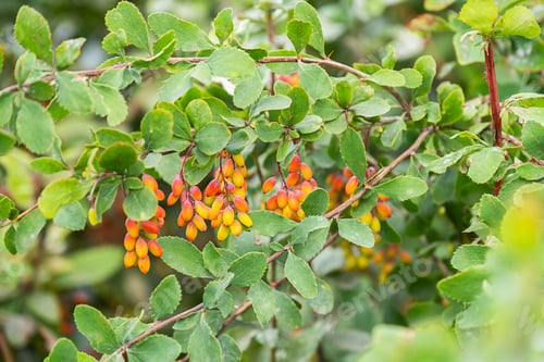 Preview: Ripe red and yellow barberry berries on green branch.