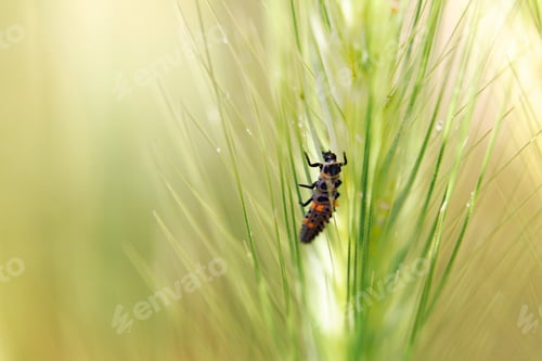 Preview: Close up macro shot of insects in garde, spring animals.