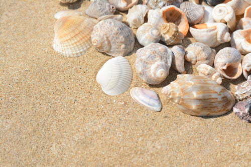 Preview: Many beautiful sea shells on sand, closeup. Space for text