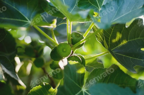 Preview: Fig tree