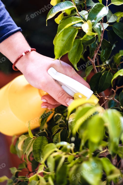 Preview: Hand spraying indoor plant with yellow sprayer