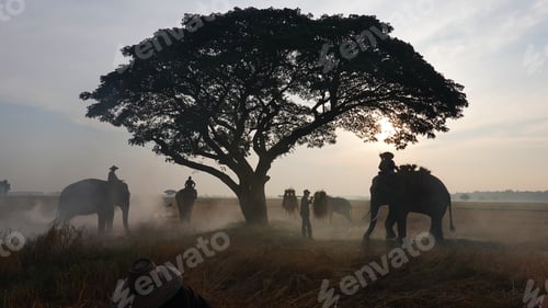Preview: Elephant at sunrise in Thailand