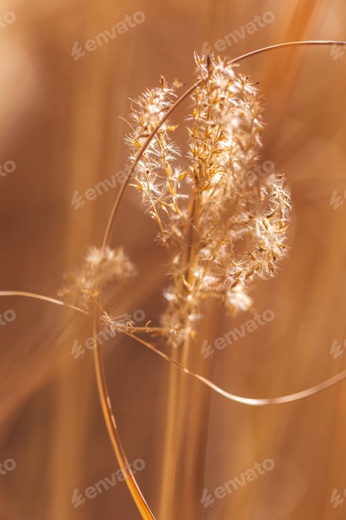 Preview: Macro detail of Chineese maiden silvergrass dried out flowers